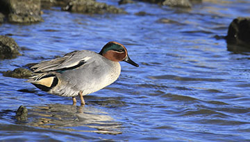 Les oiseaux de l'hiver au marais de Pampin